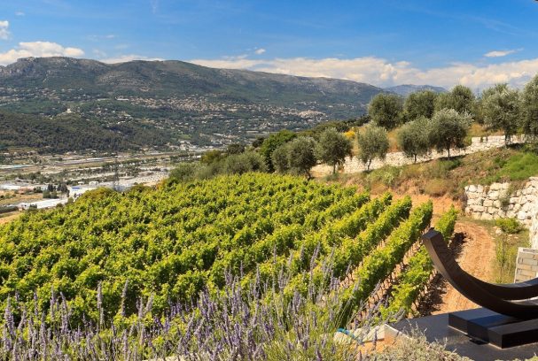 view-from-the-winery